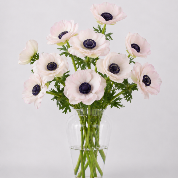 Blush Anemone
