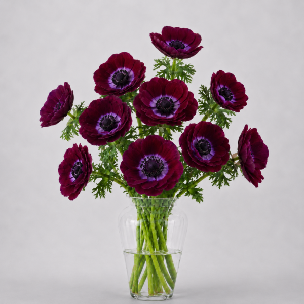 Burgundy Anemone
