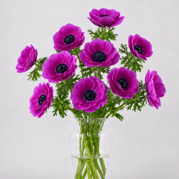 Hot Pink Anemone