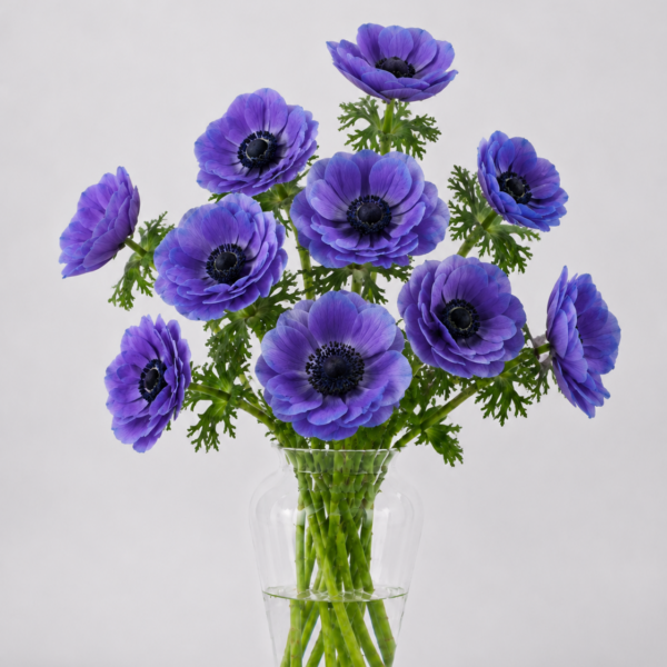 Purple Anemone