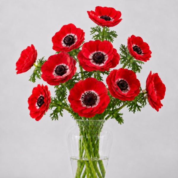 Red Anemone