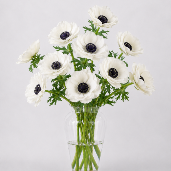 White Anemone
