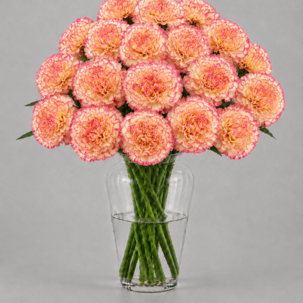Bicolor Carnations