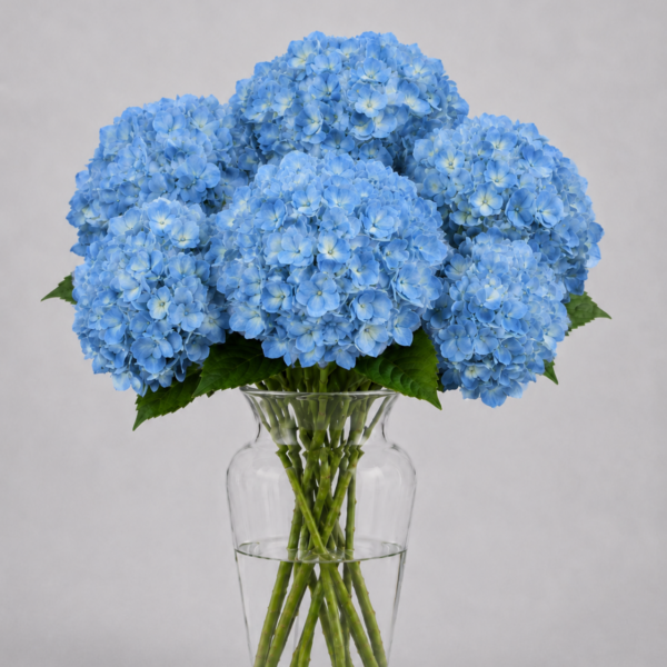 Blue Hydrangea