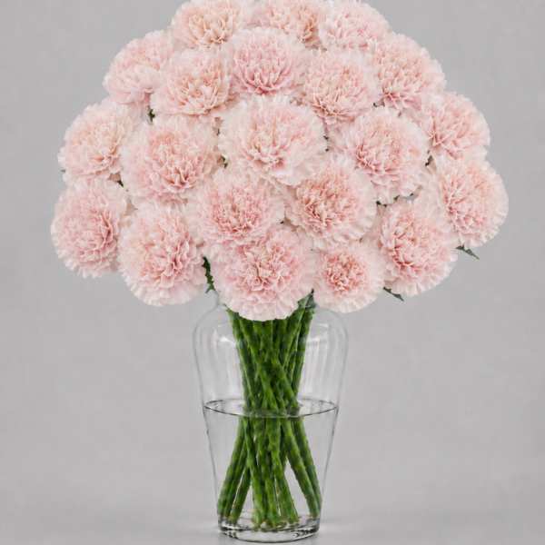 Blush Carnations