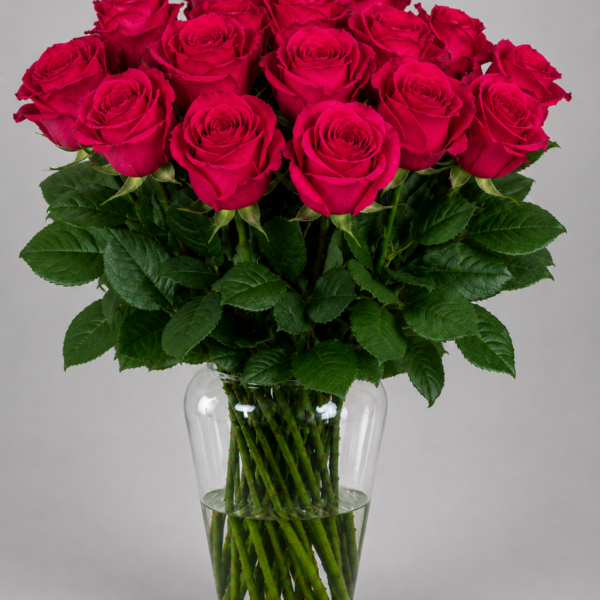 Brave in Dark
