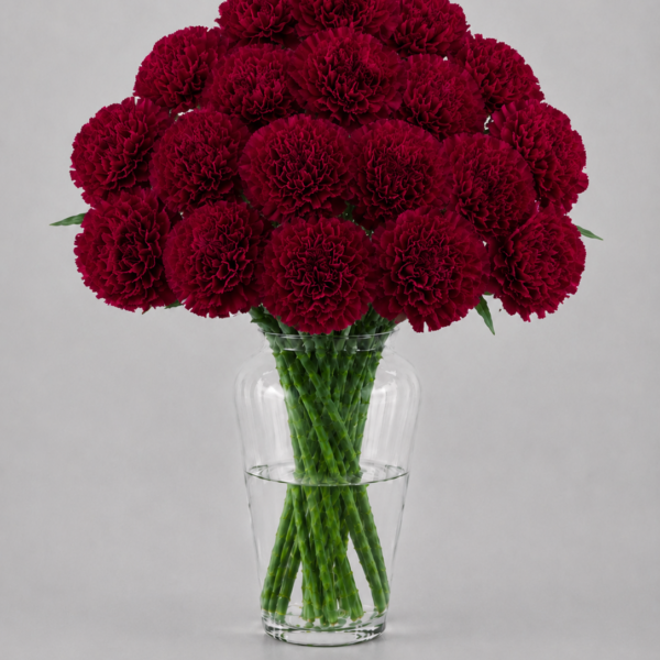 Burgundy Carnations