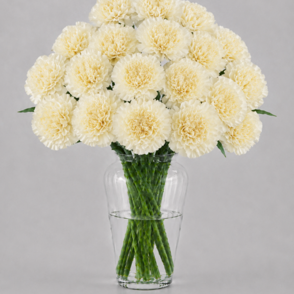 Cream Carnations