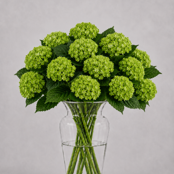 Dark Green Hydrangea