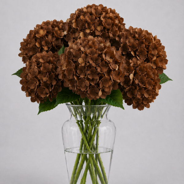 Dyed Brown Hydrangea