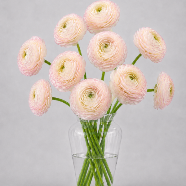 Felicidade Ranunculus