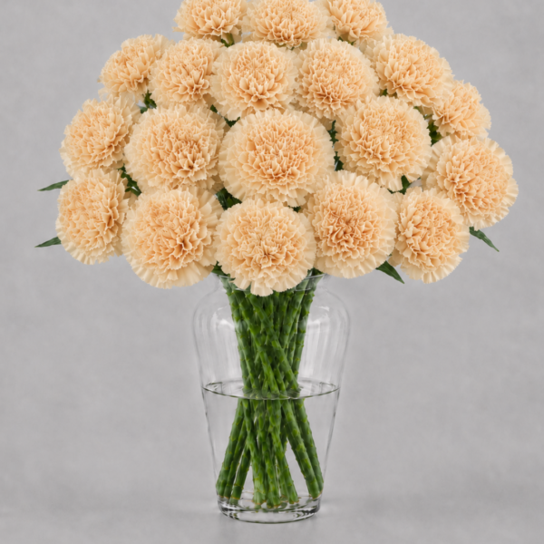 Gold Carnations