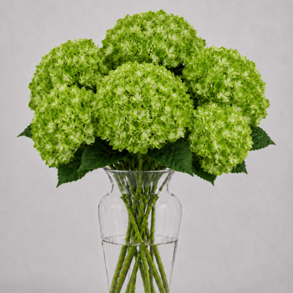 Green Hydrangea