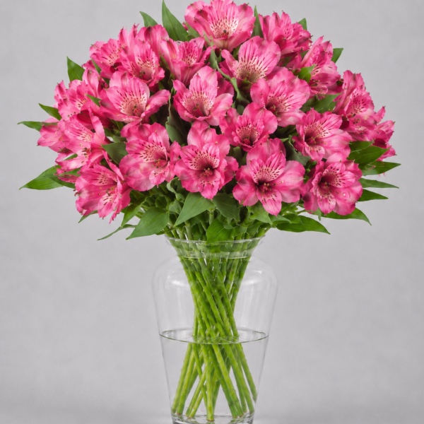 Hot Pink Alstromerias