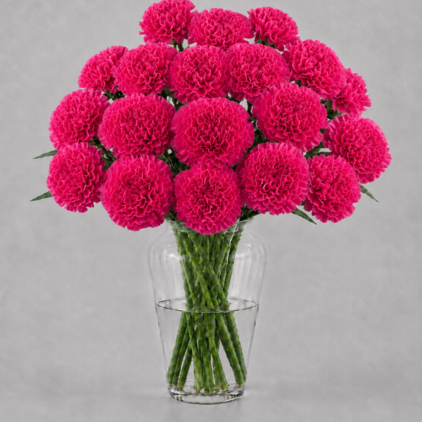 Hot Pink Carnations