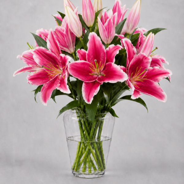 Hot Pink Lilies