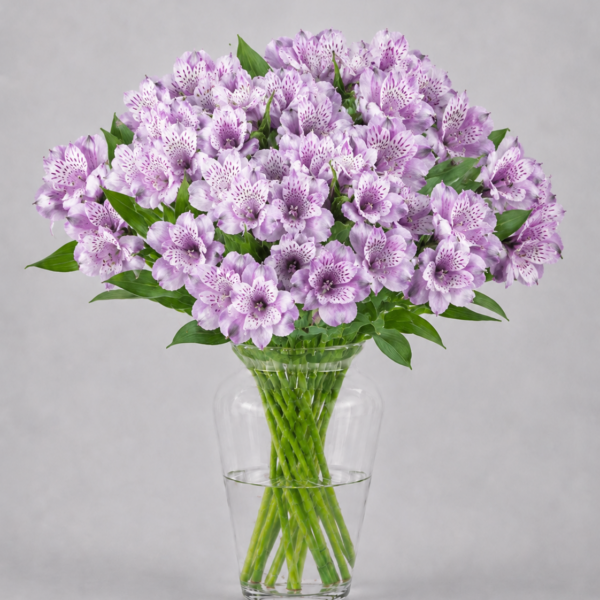 Lavender Alstromerias