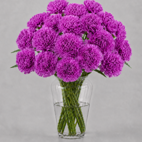 Lavender Carnations