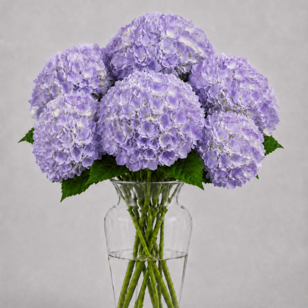 Lavender Hydrangea