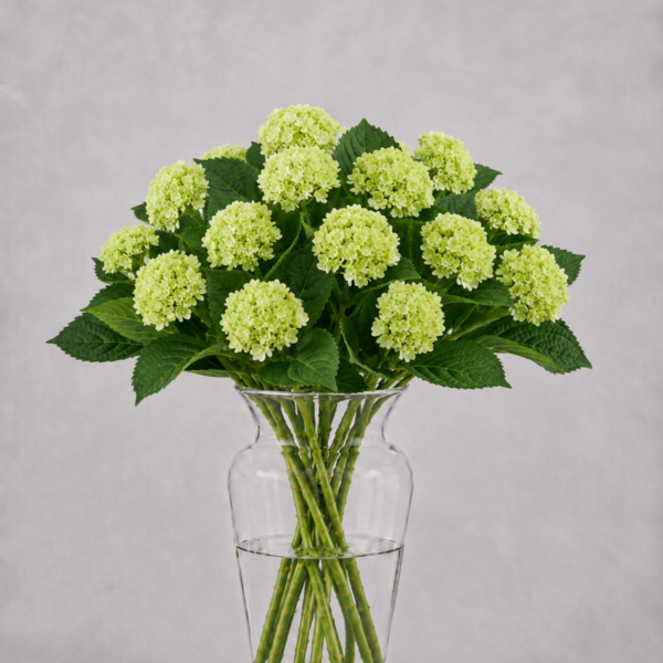 Light Green Hydrangea
