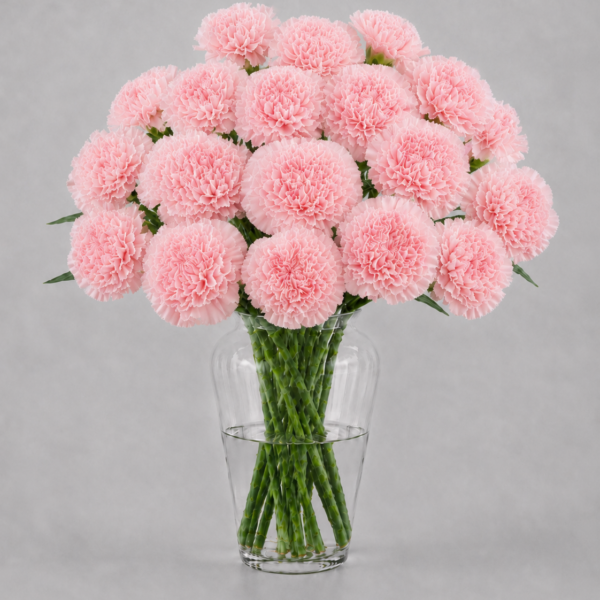 Light Pink Carnations