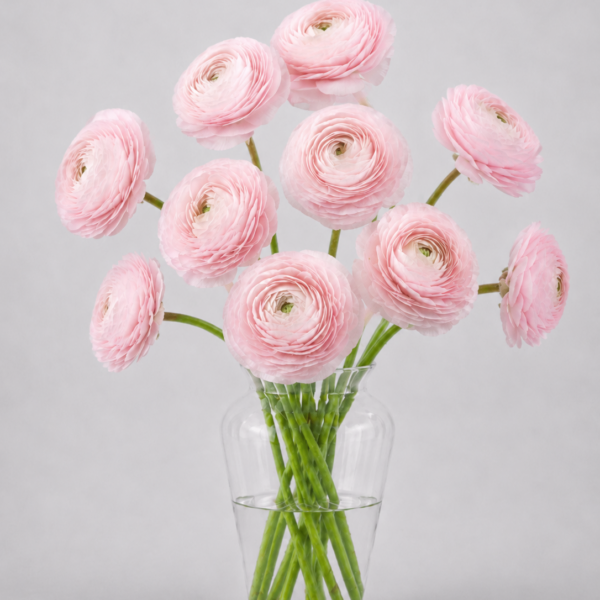 Light Pink Ranunculus