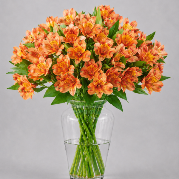 Orange Alstromerias