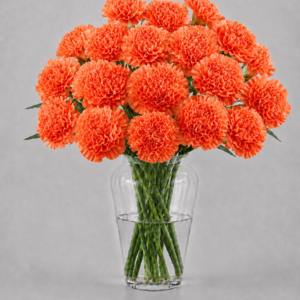 Orange Carnations