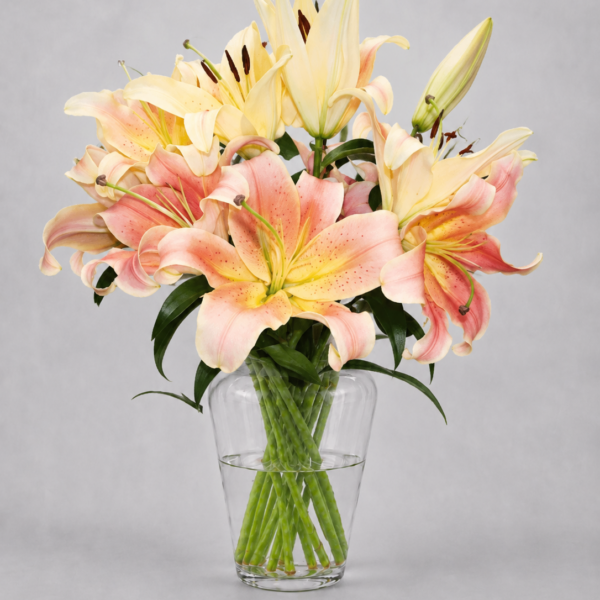 Orange Lilies