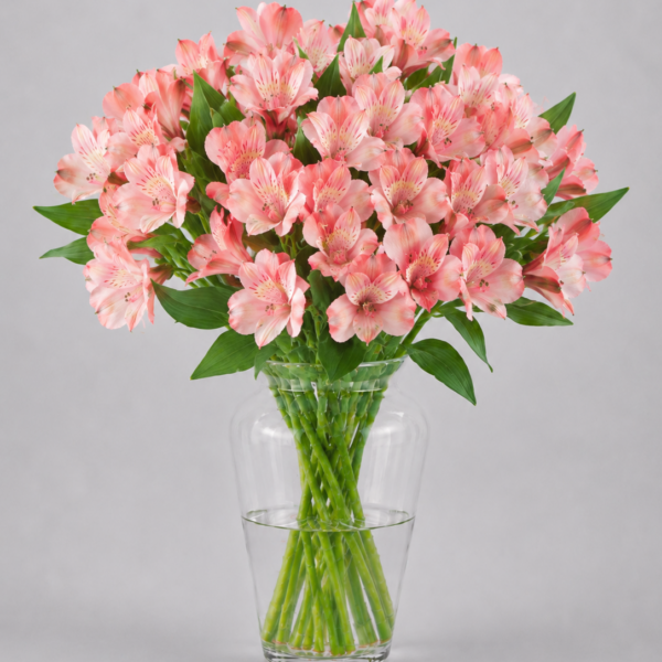 Peach Alstromerias
