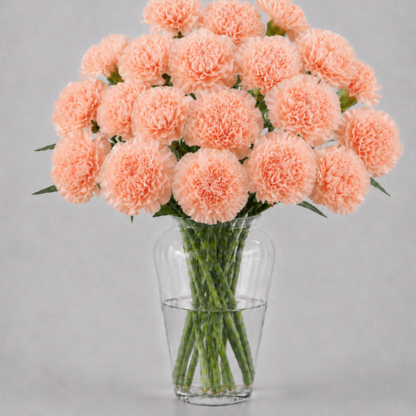 Peach Carnations