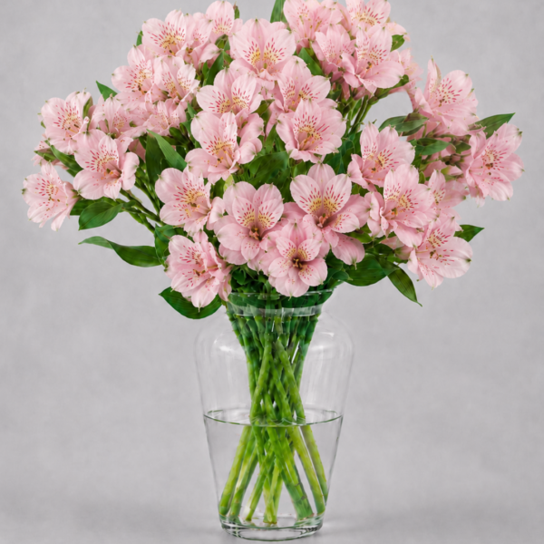 Pink Alstromerias