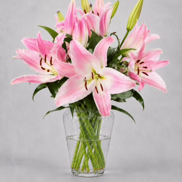 Pink Lilies