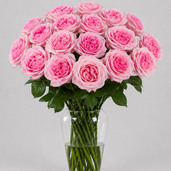 Pink O'hara