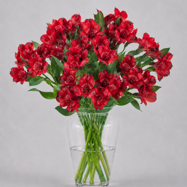 Red Alstromerias