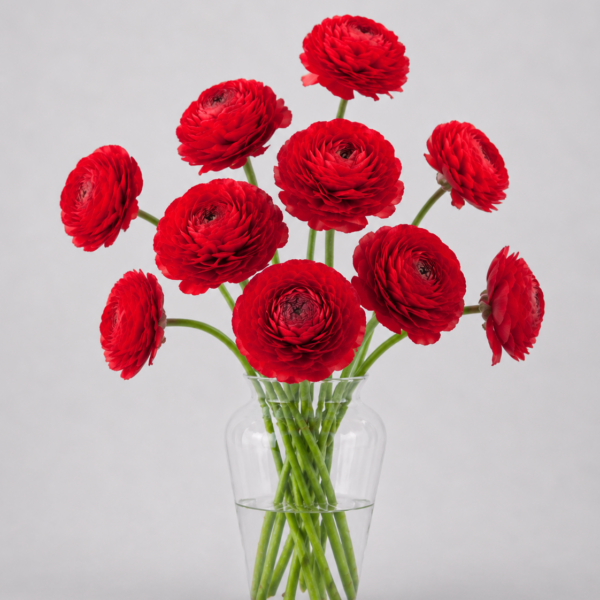 Red Ranunculus