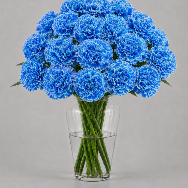Dyed Carnations