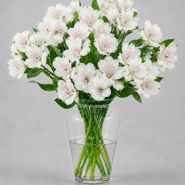 White Alstromerias