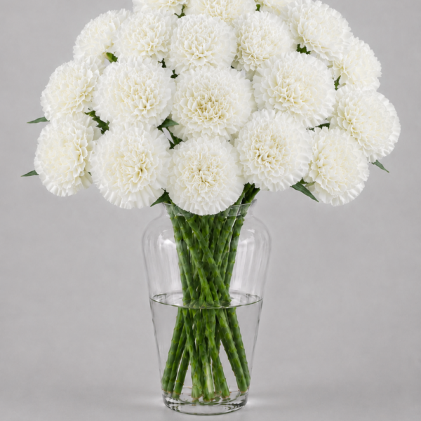 White Carnations