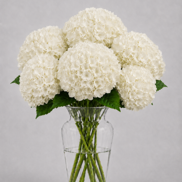 White Hydrangea