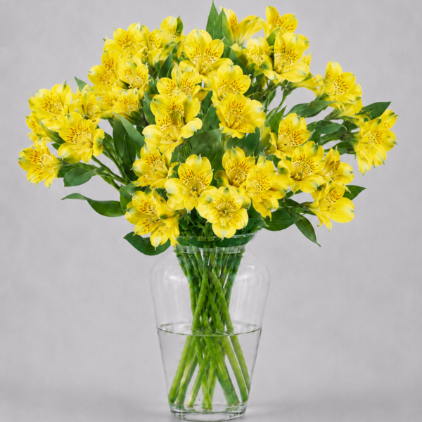 Yellow Alstromerias