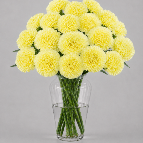 Yellow Carnations