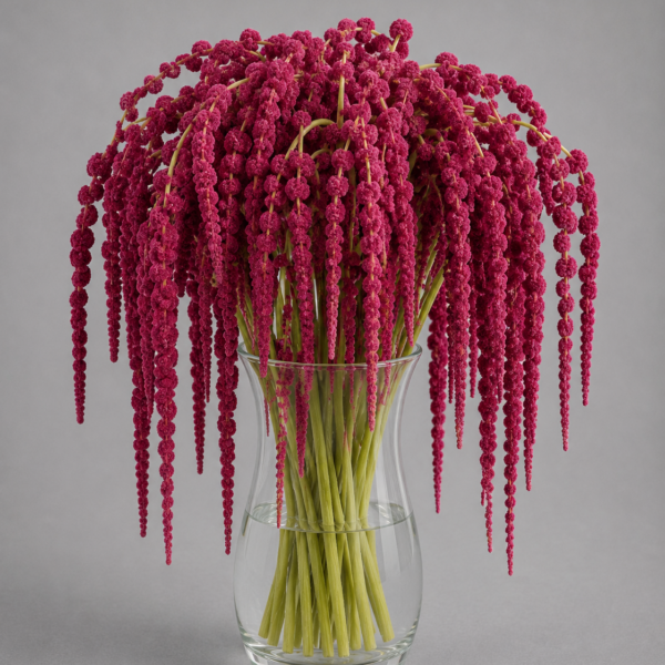 Amaranthus