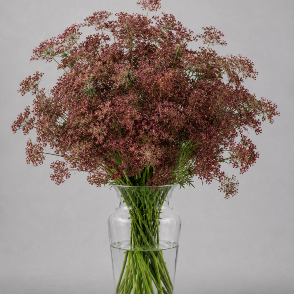 Ammi Majus