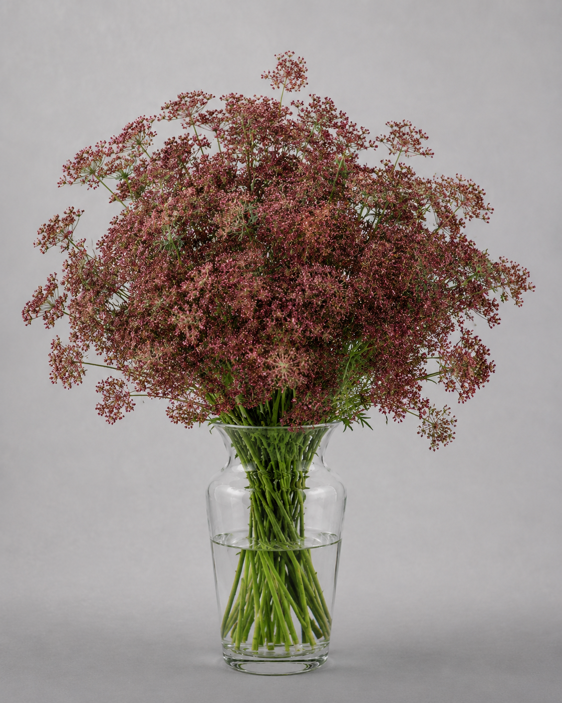 Ammi Majus