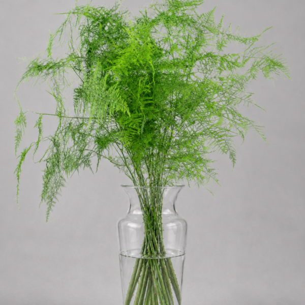 Asparagus
