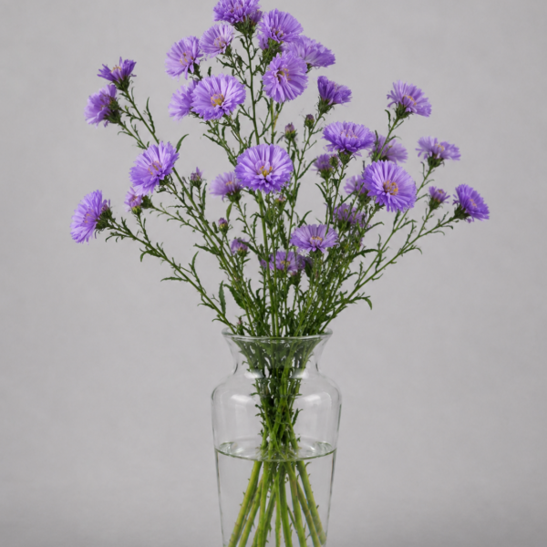 Aster