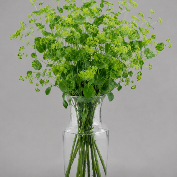 Bupleurum