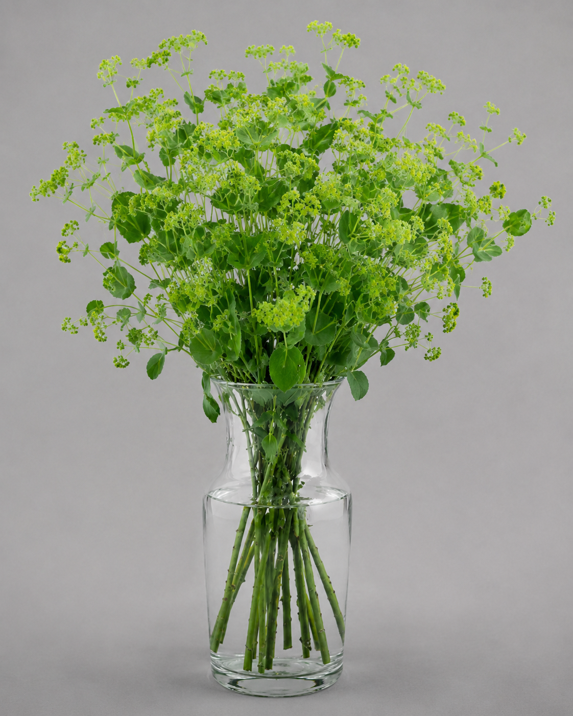 Bupleurum