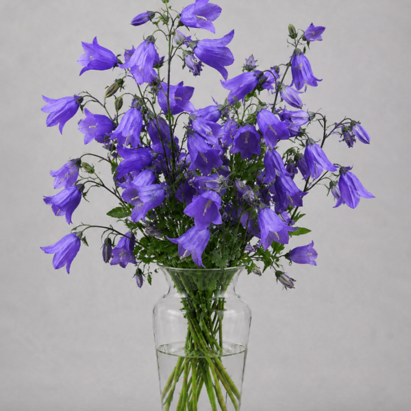Campanula